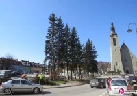 Wymiana Drzew na Rynku w Limanowej - zdjęcie główne