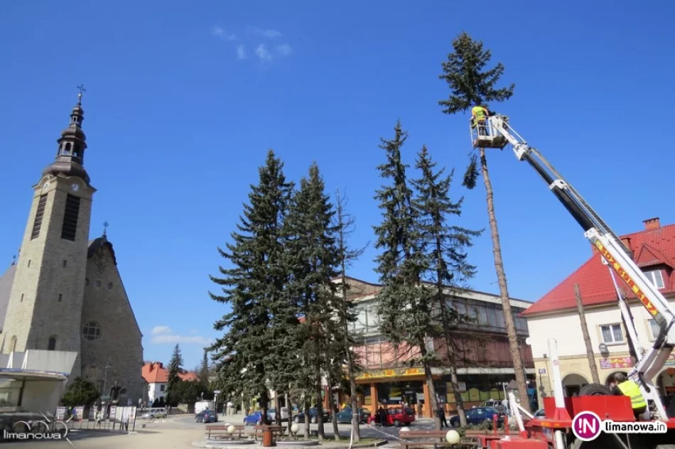 Wymiana Drzew na Rynku w Limanowej - zdjęcie 2