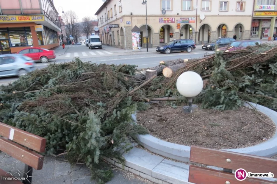 Wymiana Drzew na Rynku w Limanowej - zdjęcie 3
