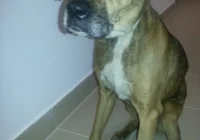 Znaleziono pieska w Limanowej - zdjęcie główne