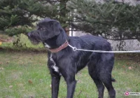 Znaleziono psa ul. Willowa - zdjęcie główne