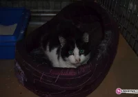 Znaleziono kota przy ul. Lipowej w Limanowej - zdjęcie główne