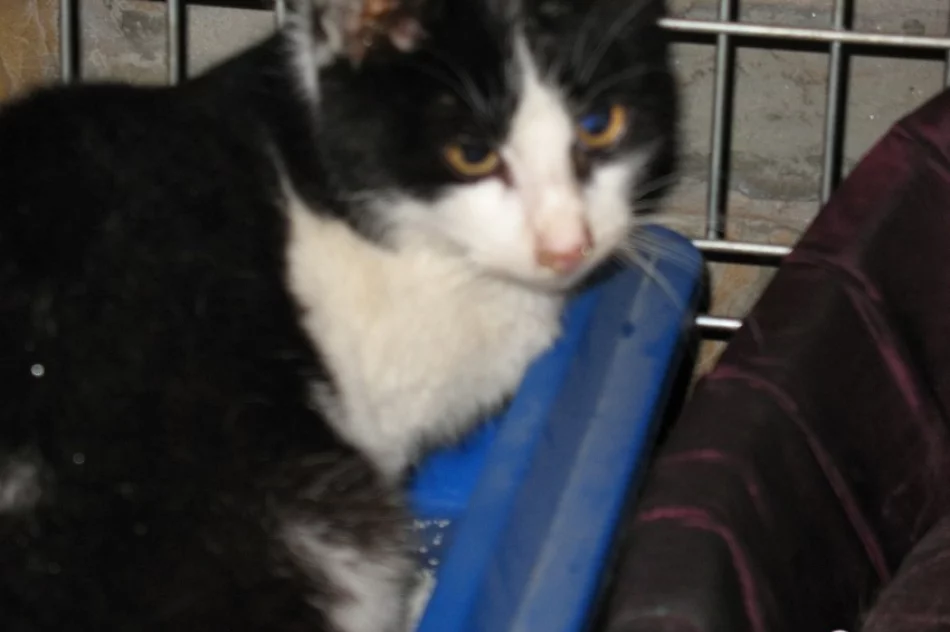 Znaleziono kota przy ul. Lipowej w Limanowej - zdjęcie 2