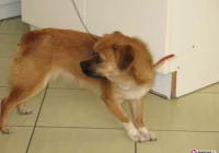 Pies szuka nowego domu - zdjęcie główne