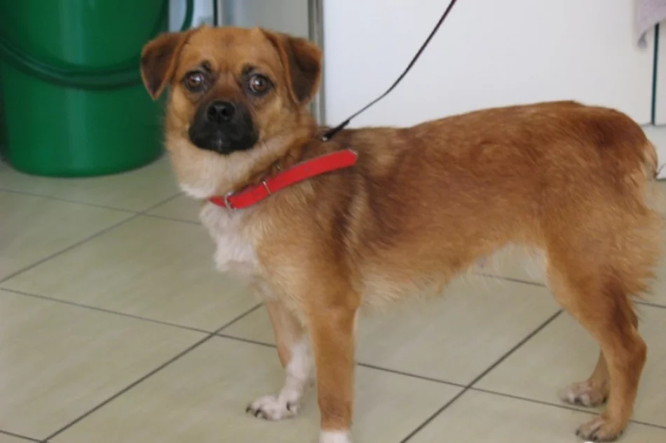 Pies szuka nowego domu - zdjęcie 2
