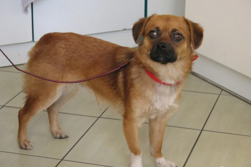 Pies szuka nowego domu - zdjęcie 3