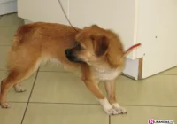 Szukamy właściciela psa - zdjęcie główne