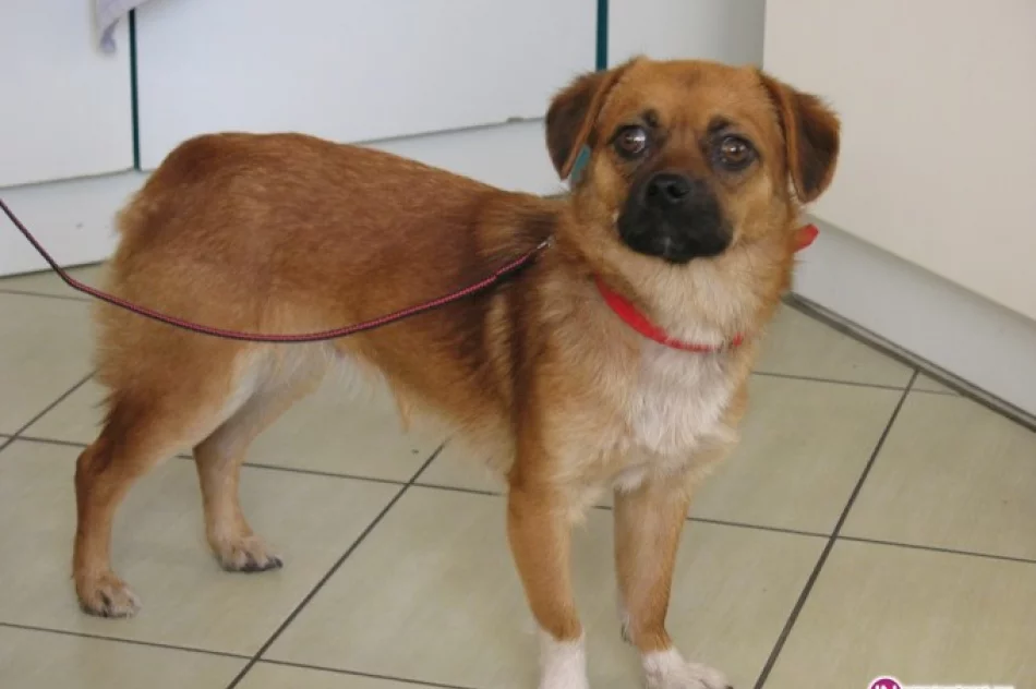 Szukamy właściciela psa - zdjęcie 3