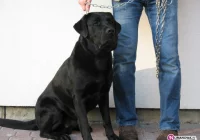 Szukamy właściciela czarnego psa rasy Labrador - zdjęcie główne