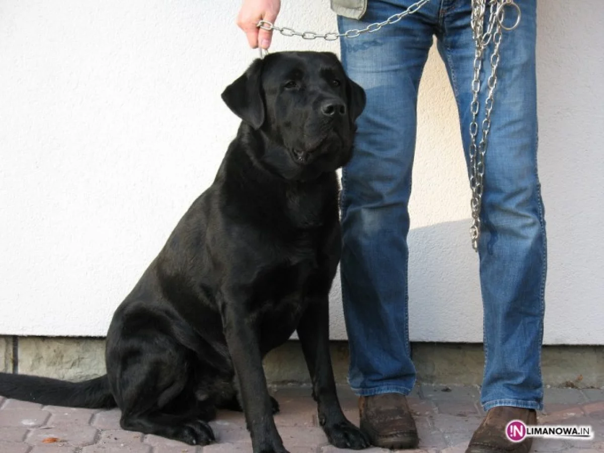 Szukamy właściciela czarnego psa rasy Labrador
