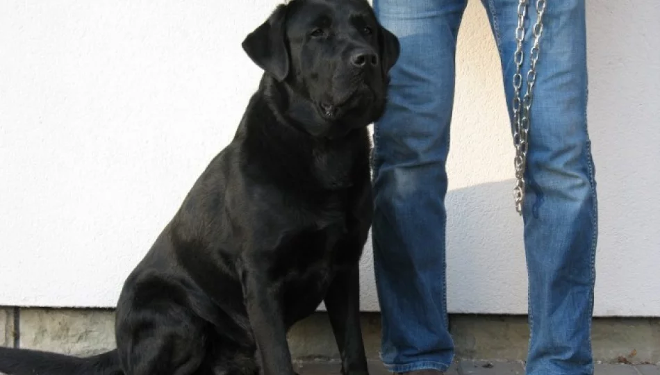 Szukamy właściciela czarnego psa rasy Labrador - zdjęcie 1