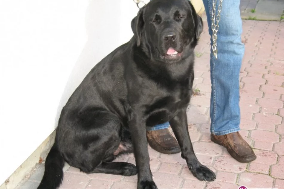 Szukamy właściciela czarnego psa rasy Labrador - zdjęcie 2