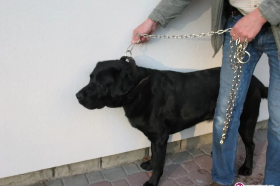 Szukamy właściciela czarnego psa rasy Labrador - zdjęcie 3