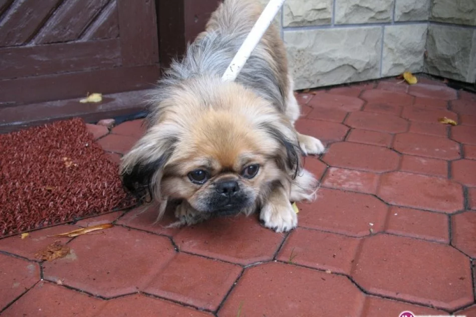 Znaleziono psa na ulicy Kopernika - zdjęcie 2