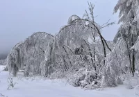 Uwaga na okiść! - zdjęcie główne