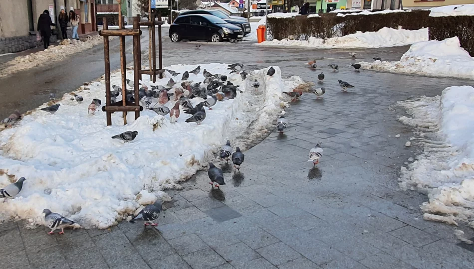 ​Apel stowarzyszenia: “głodujące gołębie w mieście” - zdjęcie 1