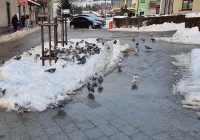 ​Apel stowarzyszenia: “głodujące gołębie w mieście” - zdjęcie główne