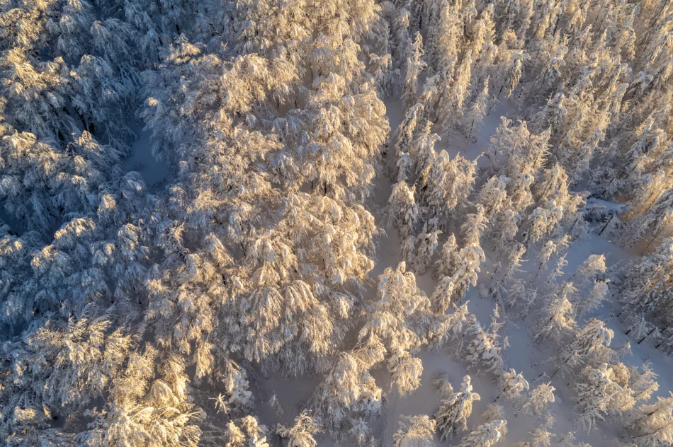 Piękny poranek na Mogielicy - 9 II 2023 r. - zdjęcie 15