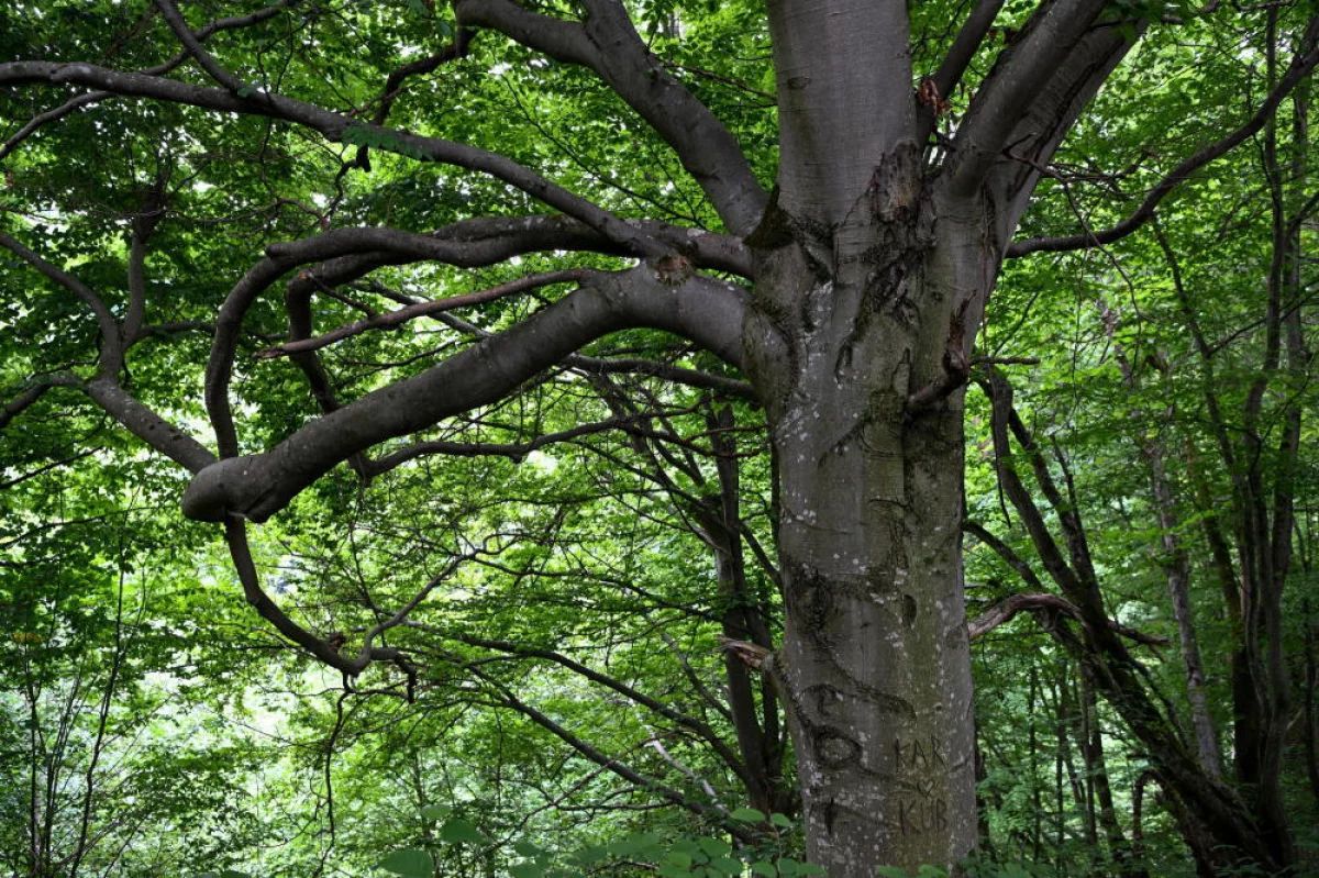 Najwyższe drzewo liściaste w Polsce - poszukiwacz leśnych olbrzymów znalazł je koło Tarnowa 