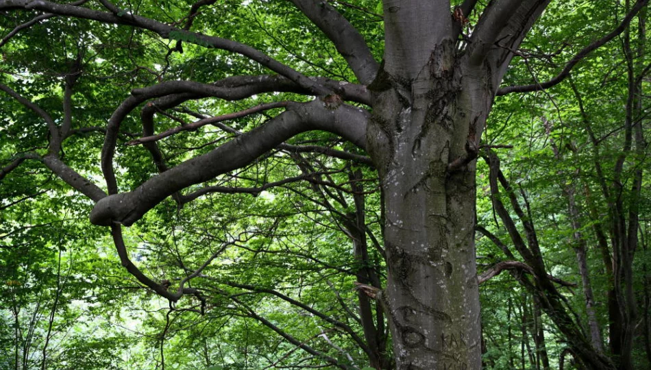 Najwyższe drzewo liściaste w Polsce - poszukiwacz leśnych olbrzymów znalazł je koło Tarnowa  - zdjęcie 1