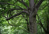 Najwyższe drzewo liściaste w Polsce - poszukiwacz leśnych olbrzymów znalazł je koło Tarnowa  - zdjęcie główne