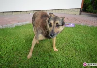 Znaleziono psa na terenie Miasta Limanowa - zdjęcie główne