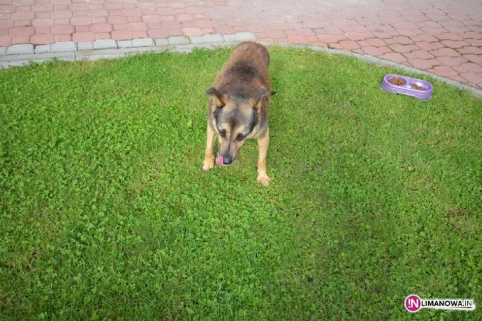 Znaleziono psa na terenie Miasta Limanowa - zdjęcie 2
