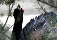 Babia Góra: od 1 marca zamknięte szlaki narciarskie - zdjęcie główne