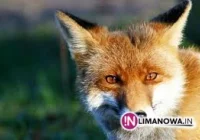 Szczepienie lisów - zdjęcie główne