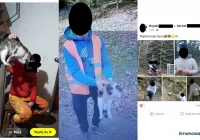 Do TOZ zgłosił się opiekun jednego z kotów - zdjęcie główne