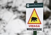 Niedźwiedź zaatakował 46-latkę w Bieszczadach - zdjęcie główne