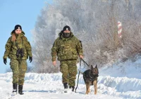 Nowy Sącz: Dziewięć psów szkolonych do szukania min jedzie na Ukrainę - zdjęcie główne