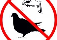 Apel o niedokarmianie gołębi na płycie Rynku - zdjęcie główne