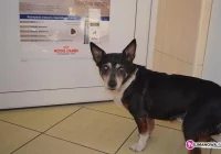 Szukamy właściciela psa - zdjęcie główne