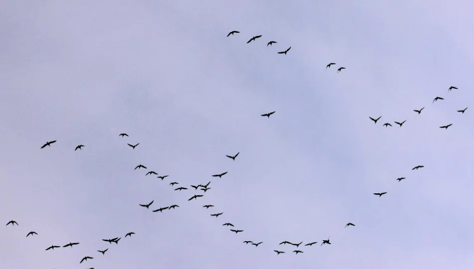 Dobry czas na obserwacje wiosennych migracji ptaków - zdjęcie 1