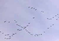 Dobry czas na obserwacje wiosennych migracji ptaków - zdjęcie główne