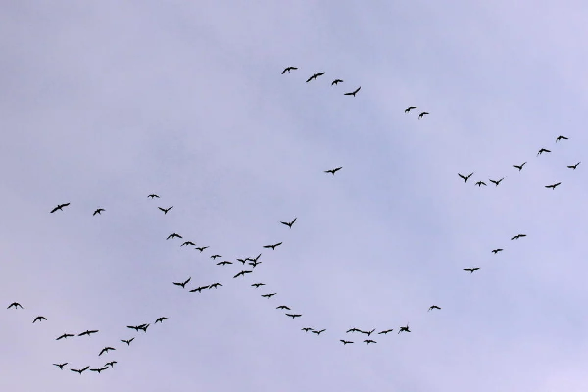 Dobry czas na obserwacje wiosennych migracji ptaków