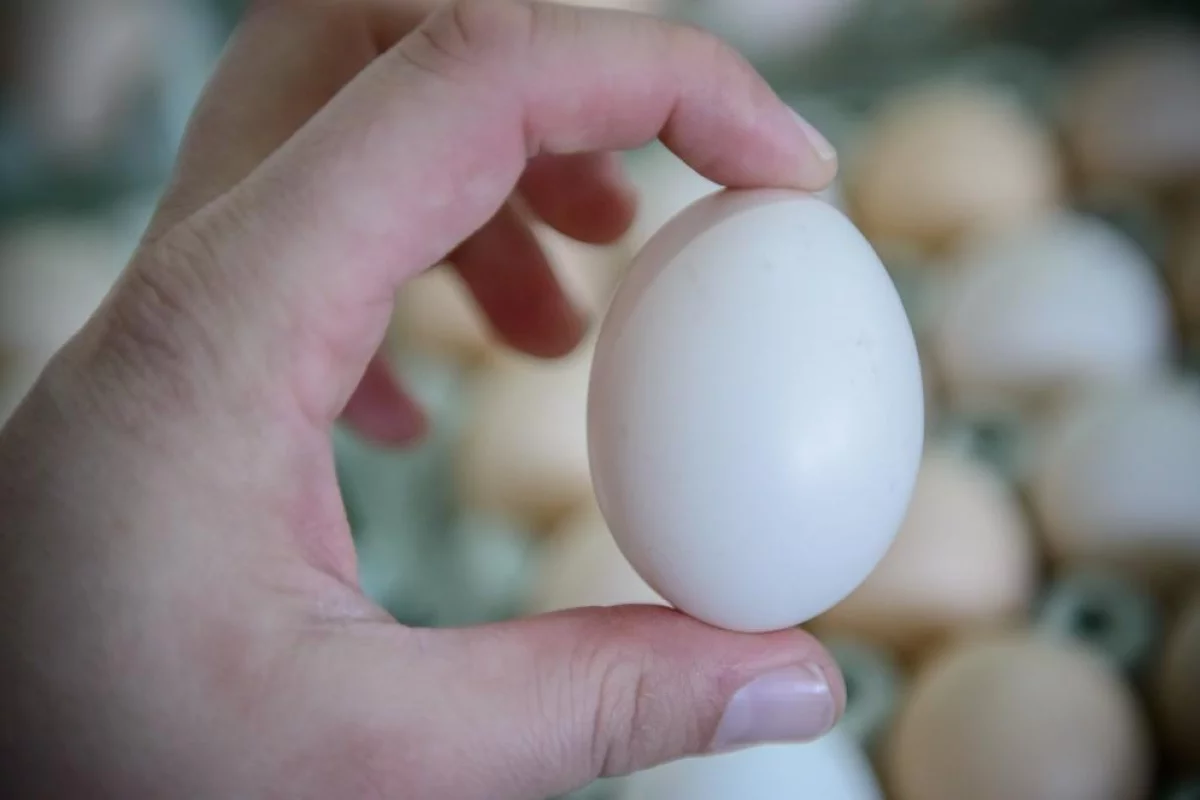 Producenci drobiu i jaj domagają się kontroli importu z Ukrainy