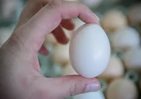 Producenci drobiu i jaj domagają się kontroli importu z Ukrainy - zdjęcie główne