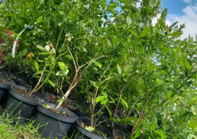 Borówka amerykańska-sadzonki w doniczkach - Zdjęcie główne