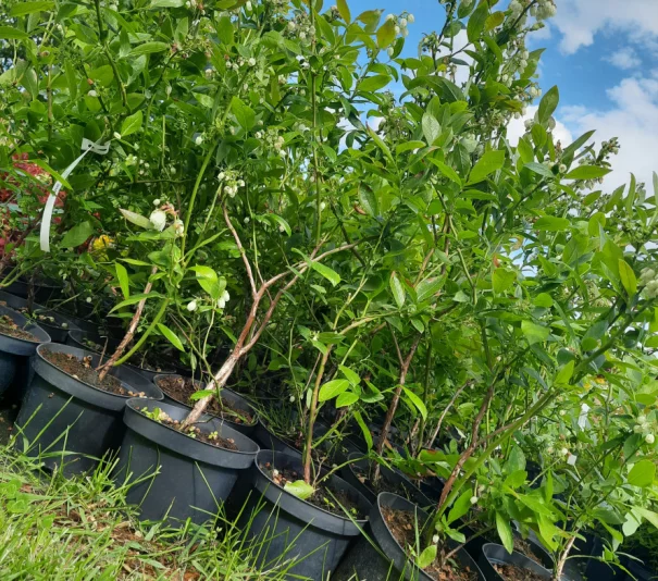 Borówka amerykańska-sadzonki w doniczkach - Zdjęcie główne