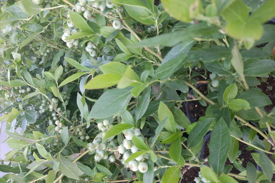 Borówka amerykańska-sadzonki w doniczkach - zdjęcie 2