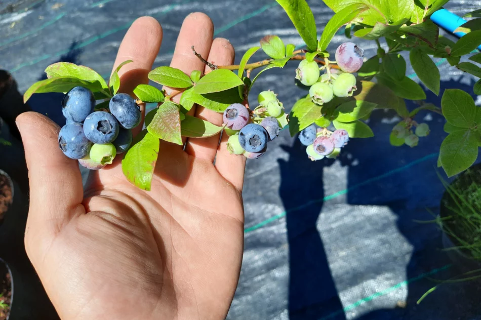 Borówka amerykańska-sadzonki w doniczkach - zdjęcie 3