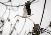 Bociany już lecą! Przyrodnicy śledzą je dzięki nadajnikom GPS - zdjęcie główne