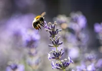 Ciekawostka: naukowcy odkryli niezwykłą umiejętność trzmieli - zdjęcie główne