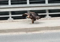 Orły walczyły w locie. Jeden z ptaków został potrącony - zdjęcie główne