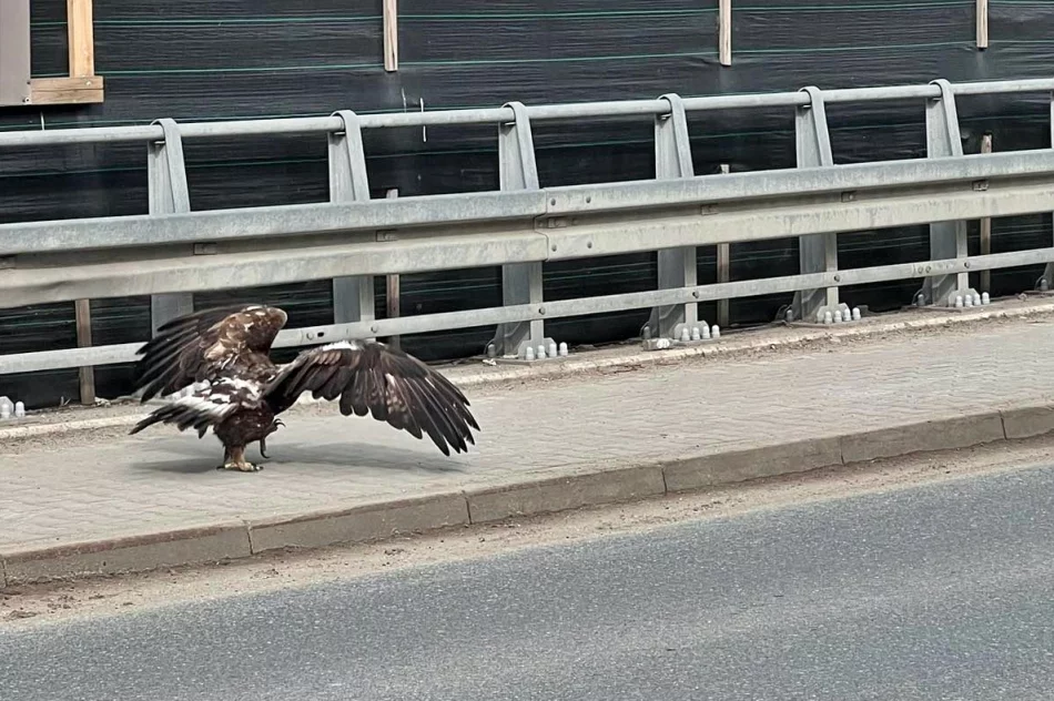 Orły walczyły w locie. Jeden z ptaków został potrącony - zdjęcie 2