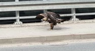 Orły walczyły w locie. Jeden z ptaków został potrącony - zdjęcie 4