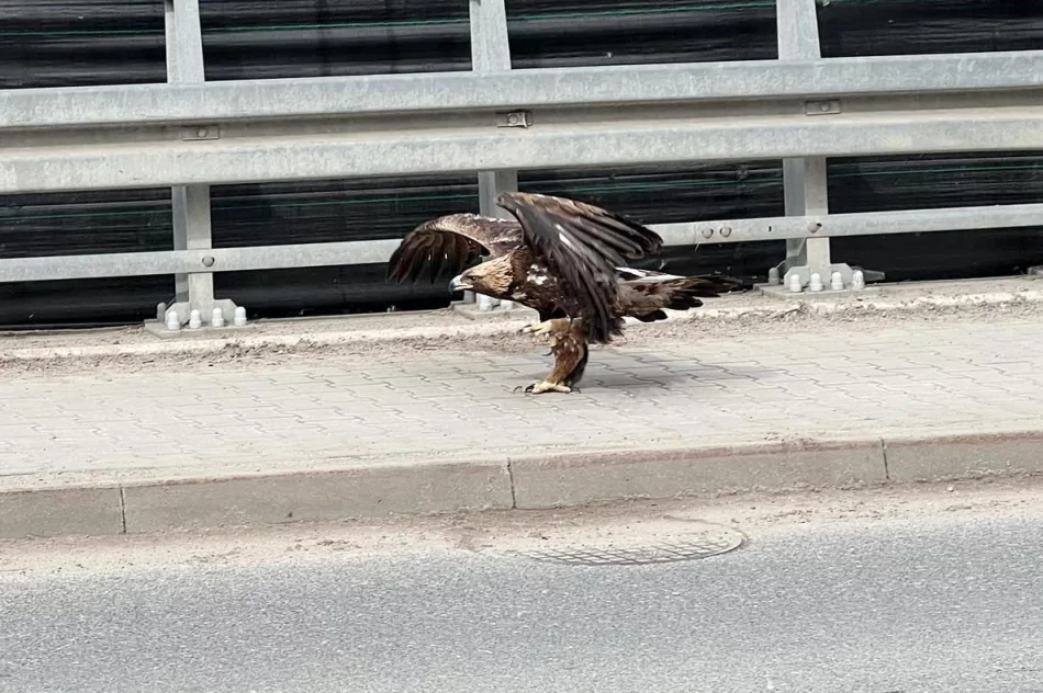 Orły walczyły w locie. Jeden z ptaków został potrącony - zdjęcie 4
