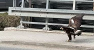 Orły walczyły w locie. Jeden z ptaków został potrącony - zdjęcie 5